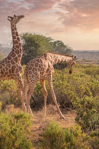 reticulated-giraffe-kenya-samburu