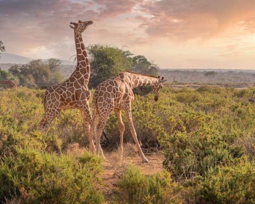 reticulated-giraffe-kenya-samburu