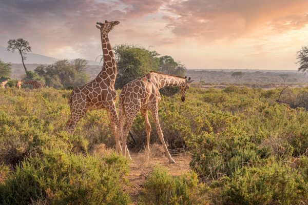 reticulated-giraffe-kenya-samburu reticulated-giraffe-kenya-samburu