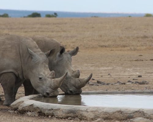 rhino-africa-kenya-tour