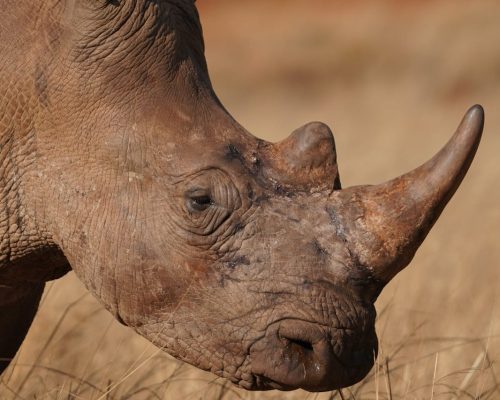rhino-closeup-kenya-safari