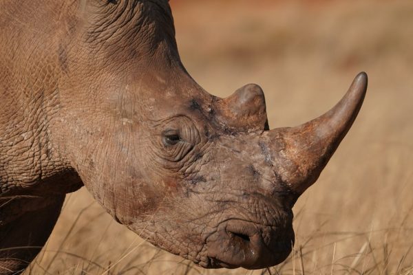 rhino-closeup-kenya-safari