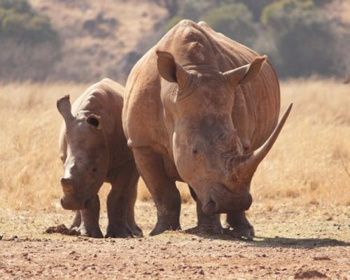 rhino-kenya-safari-africa