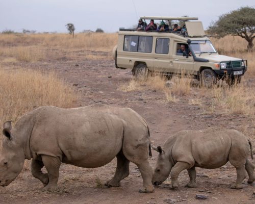 rhino-safari-game-viewing-drive