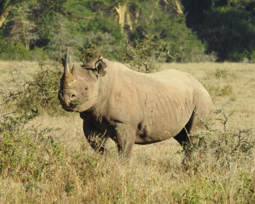 rhino-safari-holaa-kenya