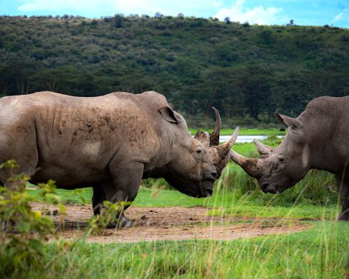 rift-valley-lakes-kenya-safari-5