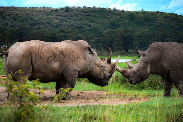 rift-valley-lakes-kenya-safari-5