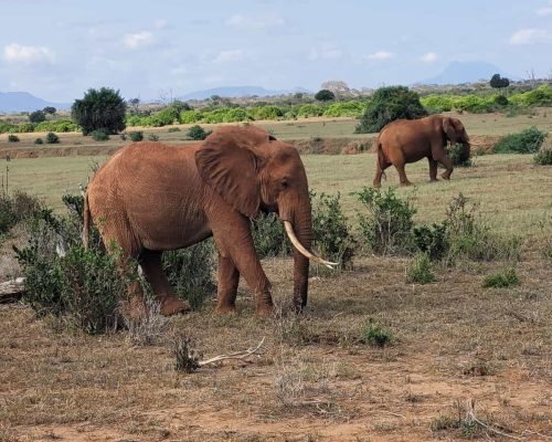 safari-holaa-elephant-kenia