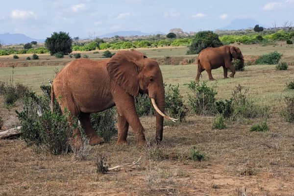safari-holaa-elephant-kenia