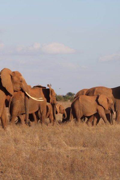 samburu-elephants-safari