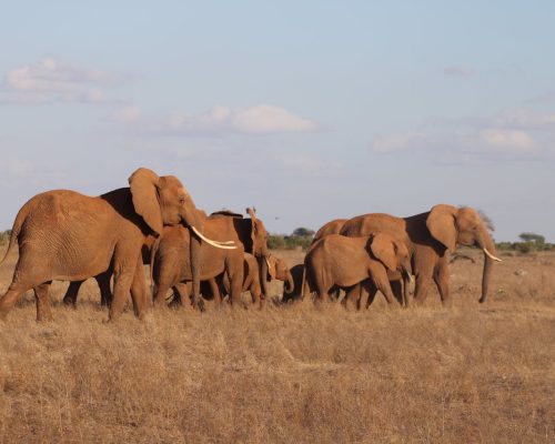 samburu-elephants-safari