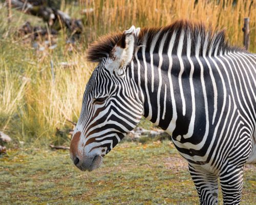 samburu-grevys-zebra