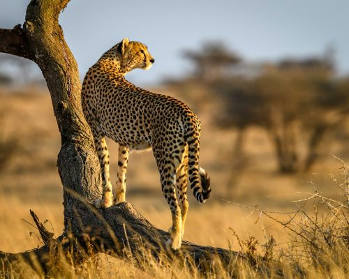 sammy-wong-wzeGc7Uqopc-unsplash