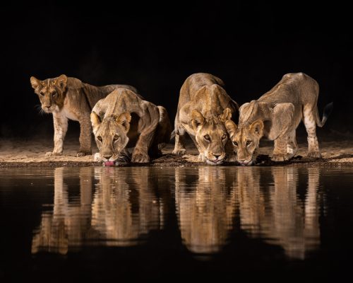 Lion Pride