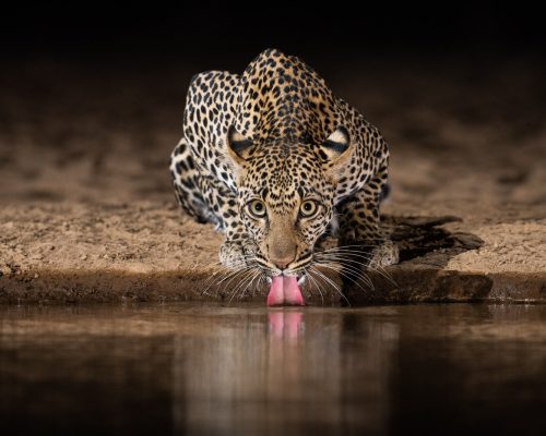 Leopard Drinking