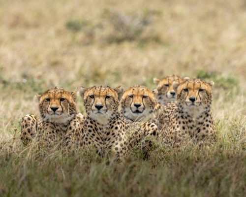 tano-bora-5-cheetah-brothers-masai-mara