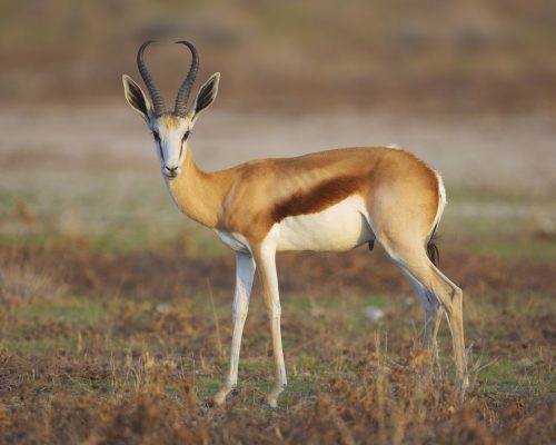 thomson-gazelle