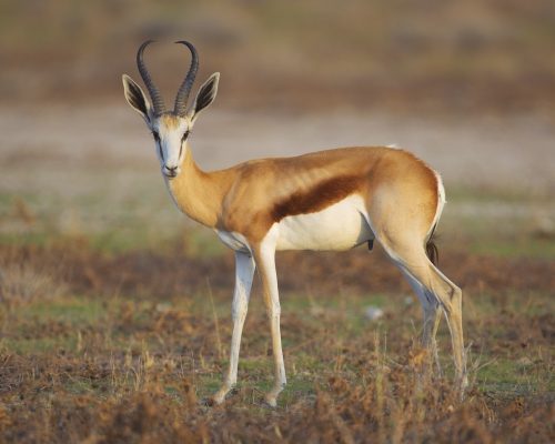 thomson-gazelle