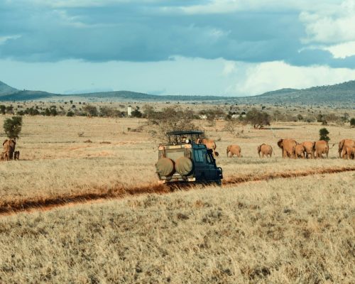tour-guide-wildlife-jeep-kenya