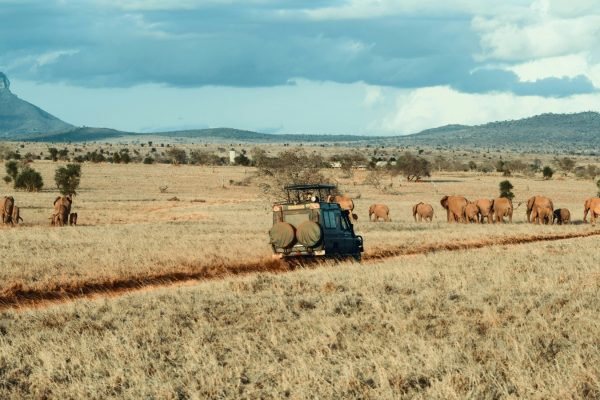 tour-guide-wildlife-jeep-kenya