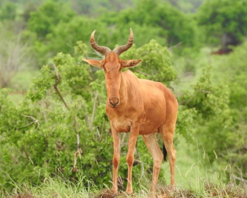 tsavo-east-hartebeest
