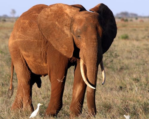 tsavo-east-national-park-safari