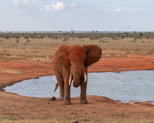 tsavo-elephant-waterhole