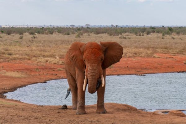 tsavo-elephant-waterhole