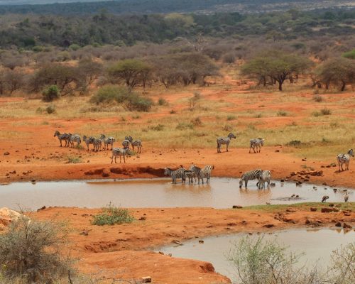 water-hole-tsavo-kenya-wildlife