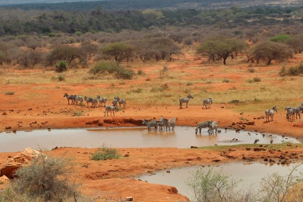 water-hole-tsavo-kenya-wildlife