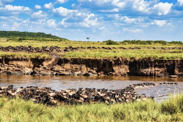 wildebeast-crossing-masai-mara-river-ottawa-travels