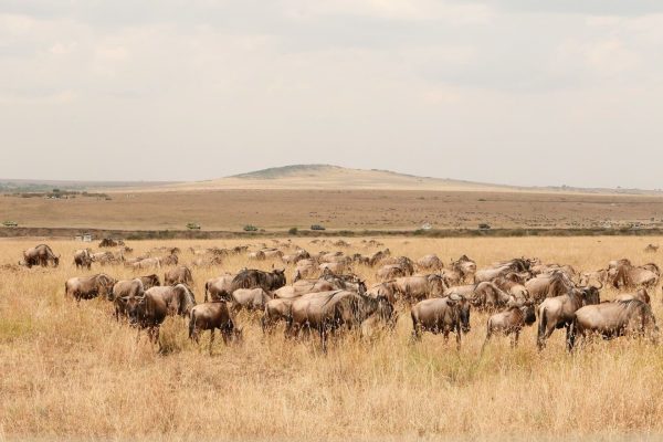 wildebeast-migration-masai-mara