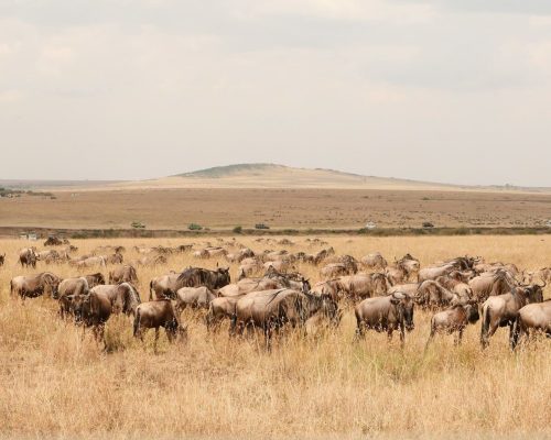 wildebeast-migration-masai-mara