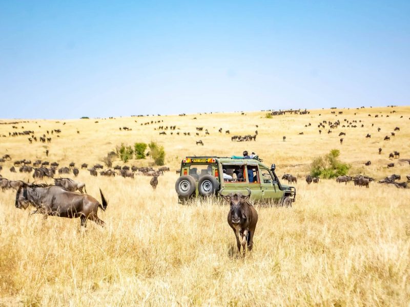 wildlife-masai-mara-game-drive