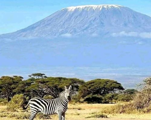 zebra-amboseli-kilimanjaro