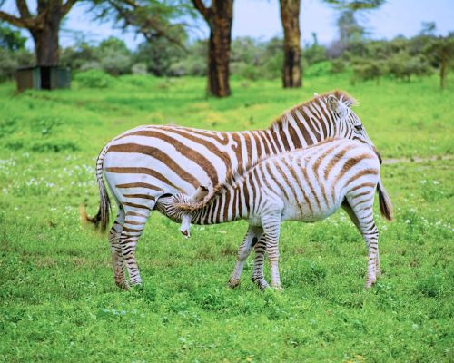 zebra-feeding-lake-naivasha