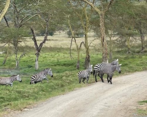 zebra-lake-nakuru