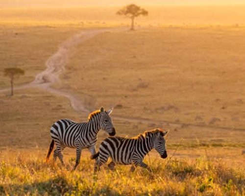 zebra-masai-mara-sunset