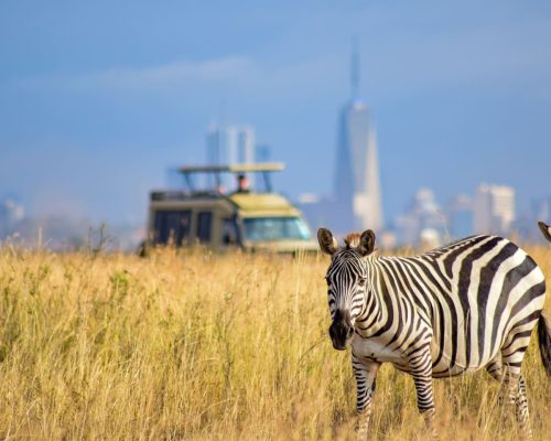 zebra-nairobi-national-park