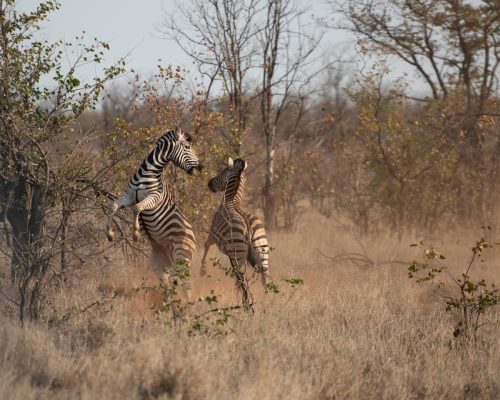 zebra-playing-kenya-safari