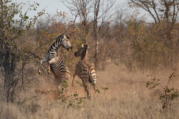 zebra-playing-kenya-safari