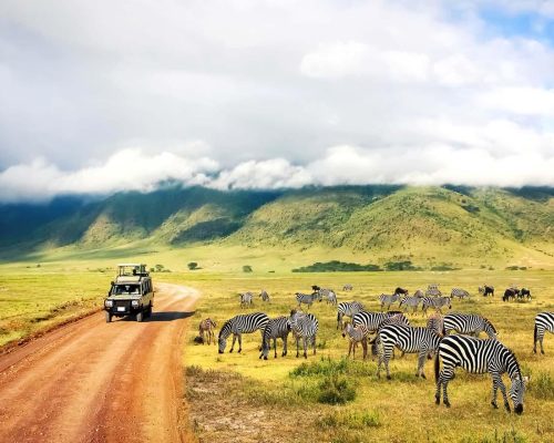 zebras-in-tanzania